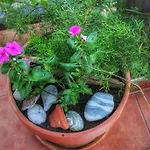 - Ta Petrina - Traditional Stone-built
